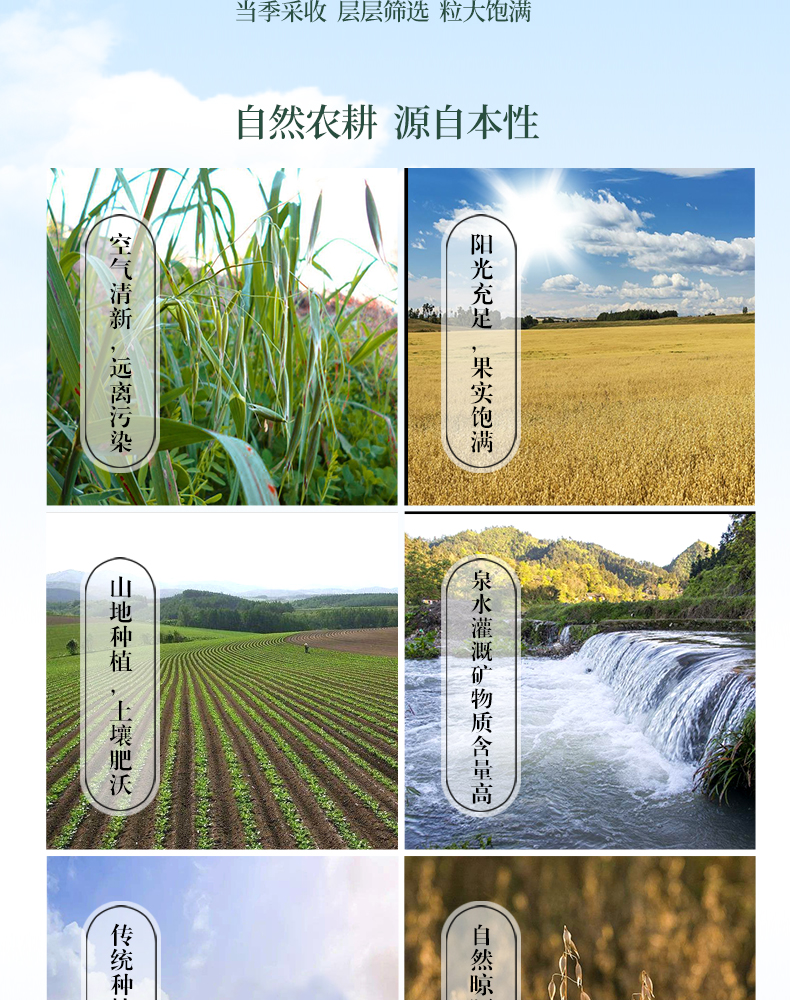 燕麦玉米粥详情_11.jpg